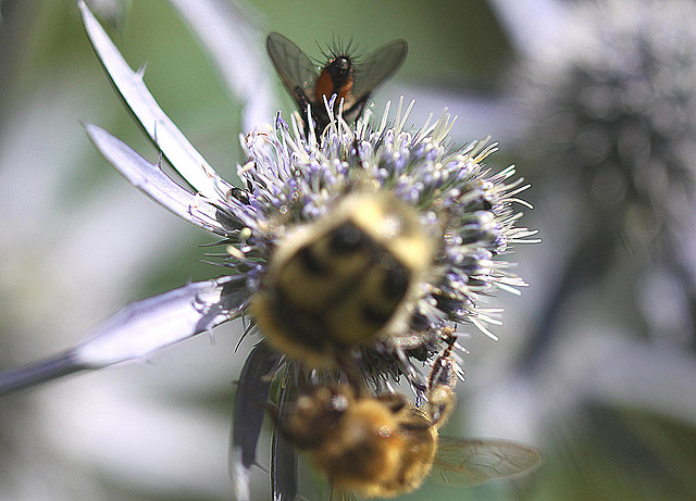 20100715 6581Mw [D~LIP] Pinselkäfer, Biene, Fliege, Bad Salzuflen