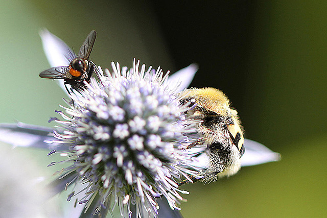 20100715 6583Mw [D~LIP] Pinselkäfer, Fliege, Bad Salzuflen