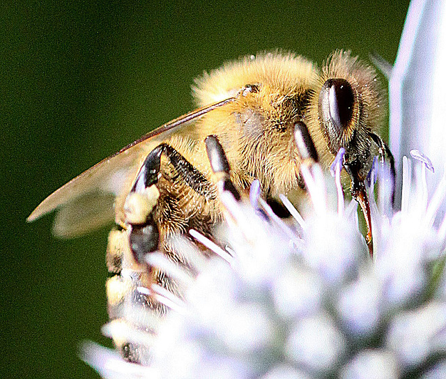 20100715 6577Mw [D~LIP] Honigbiene, Bad Salzuflen