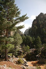Pine woods in gorge - Turkey 2010