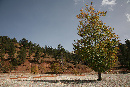 Plane tree - Turkey 2010