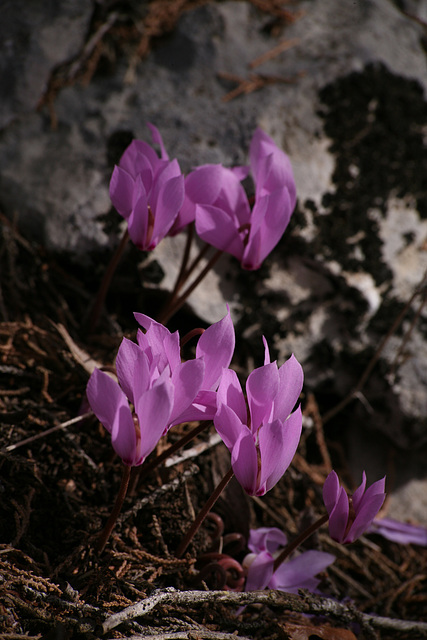 Cyclamen graecum -Turkey 2010