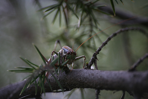 Bush Cricket - Turkey 2010