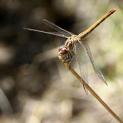 Sympetrum