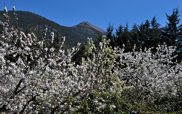 Cerezos en flor