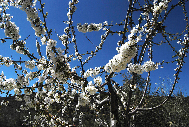 Cerezo en flor