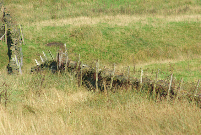 Padfield Views and wildlife