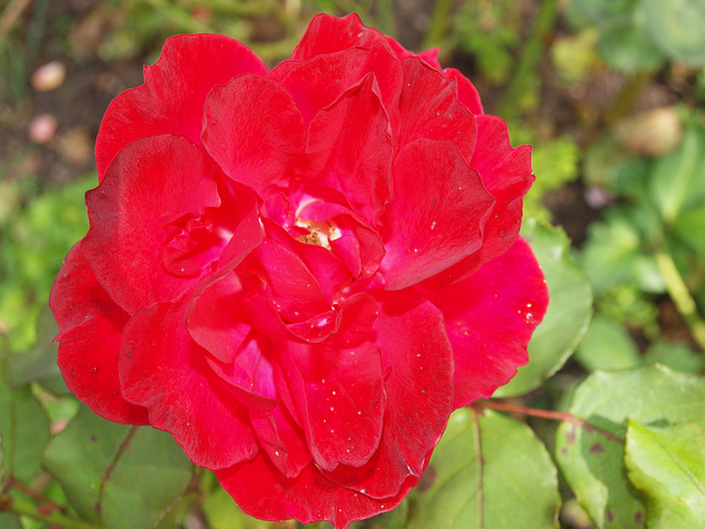 Rose im Spätsommer