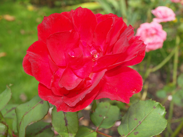 Rose im Spätsommer