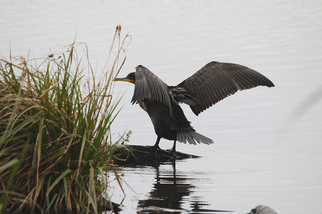 Cormoran à aigrettes