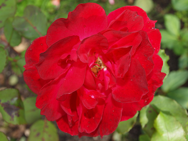 Rose im Spätsommer