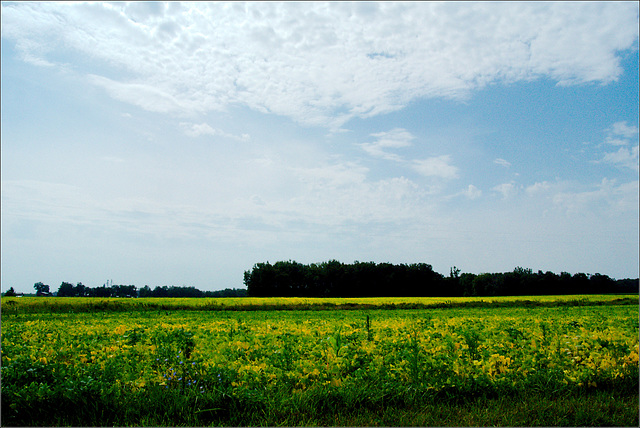 The Soybeans are Turning Yellow