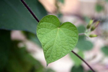 Au coeur de la nature