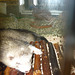Petit furet