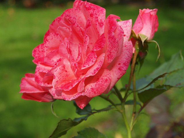 Rose im Spätsommer