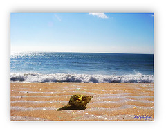 seul sur la plage , j'enregistre les echos de la mer