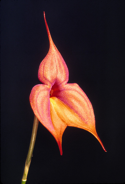 Masdevallia veitchiana