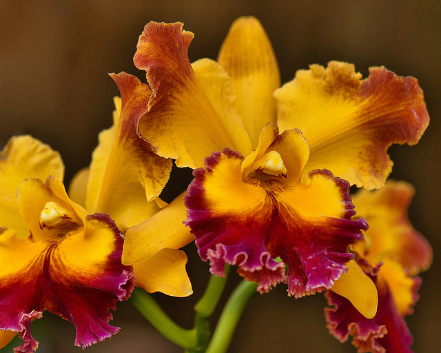 Orange Orchids – National Arboretum, Washington DC