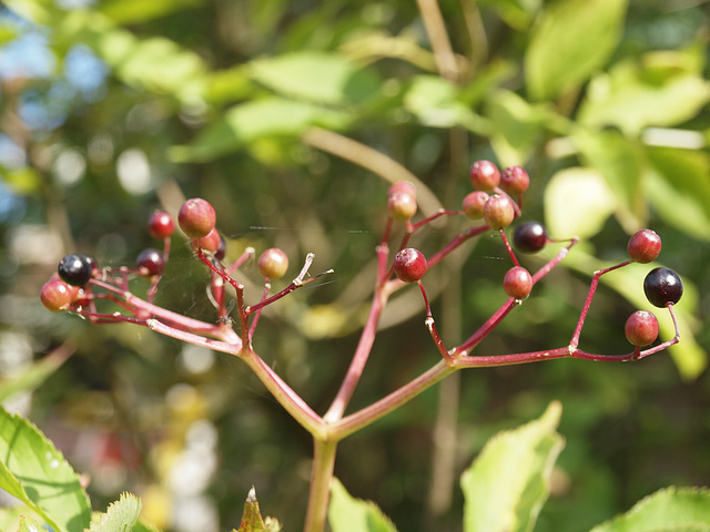 Holunderbeeren reifen