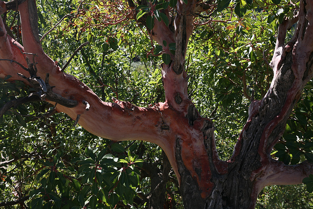 Eastern Strawberry Tree - Turkey 2010