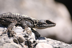 Agama lizard - Turkey 2010