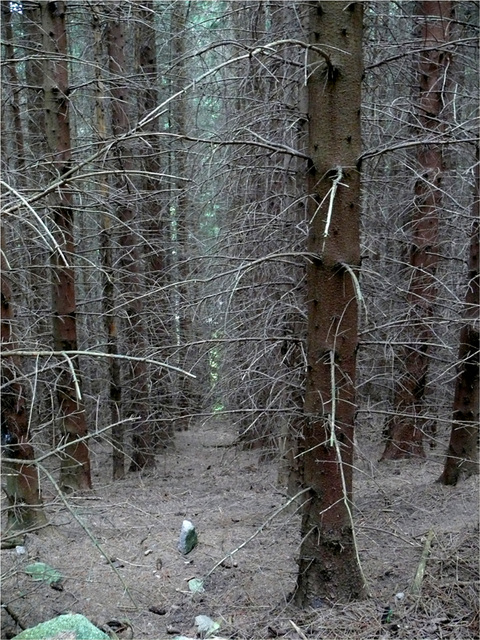 la forêt envoûtée