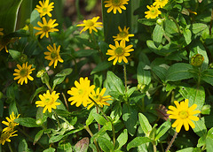 Spätsommergarten