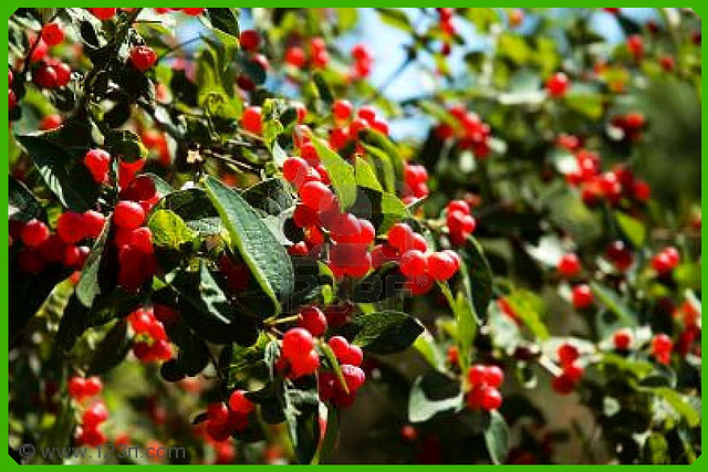 Petits fruits rouges