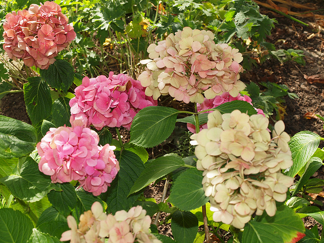 Hortensie im Spätsommer