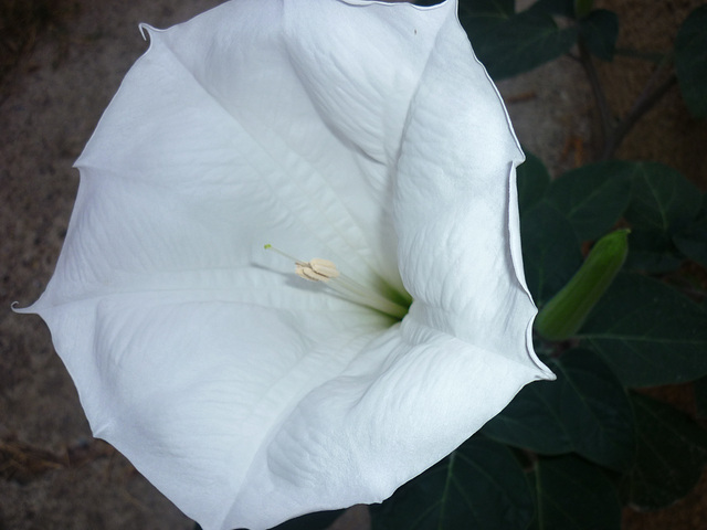 Fleur de Datura