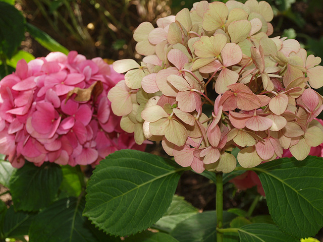 Hortensie im Spätsommer