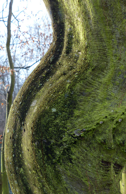 la forêt habitée : la femme et le soleil