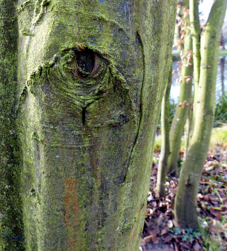 la forêt habitée : l'oeil ...