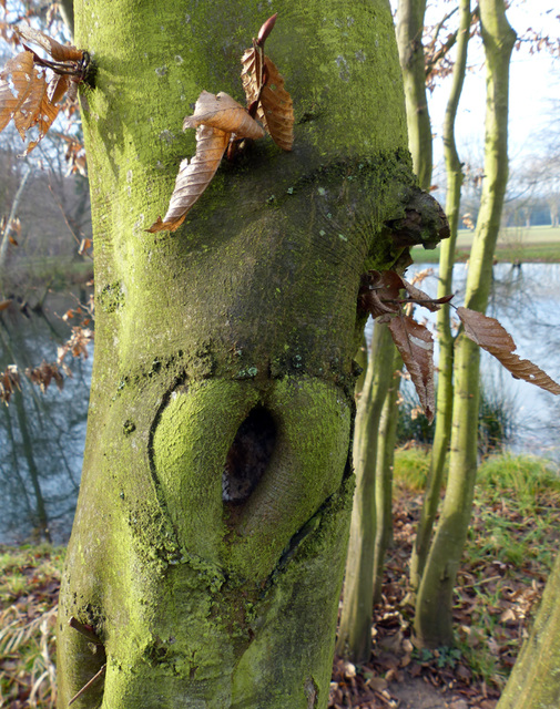 la forêt habitée ...coeur blessé