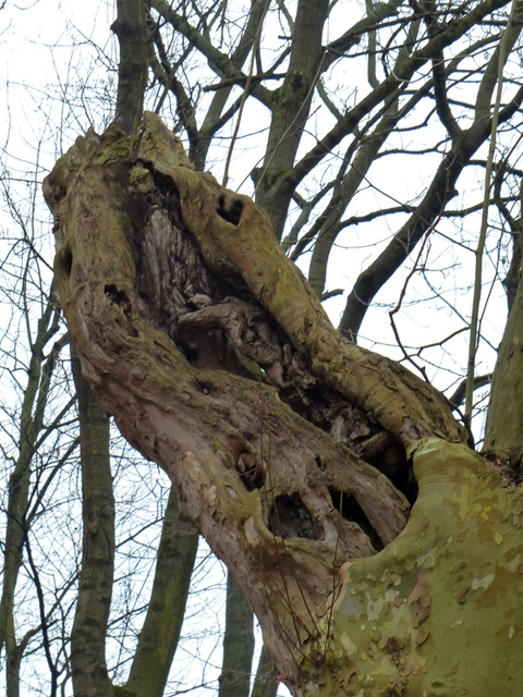 la forêt habitée : la vie cachée...