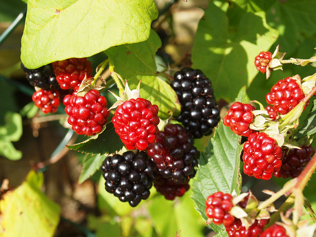 reife Brombeeren und unreif