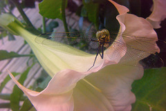 sur une fleur de datura , une libéllule sourie