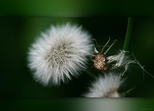 Pusteblume