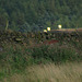 Padfield Views and wildlife