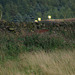 Padfield Views and wildlife