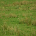 Padfield Views and wildlife