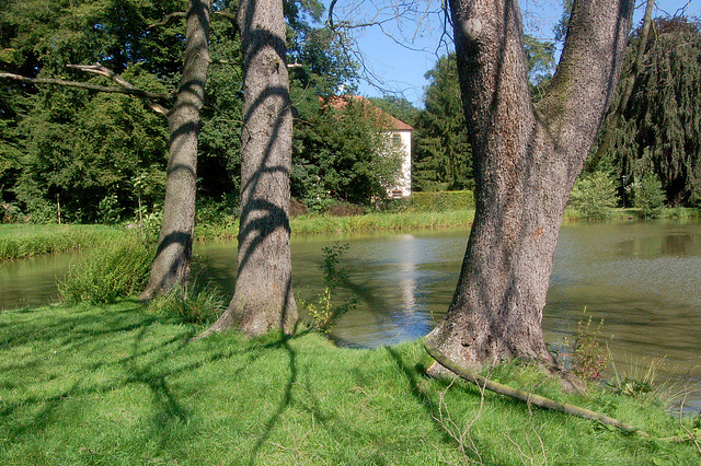 arboj kaj ombroj