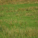Padfield Views and wildlife