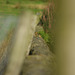 Padfield Views and wildlife