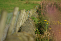 Padfield Views and wildlife