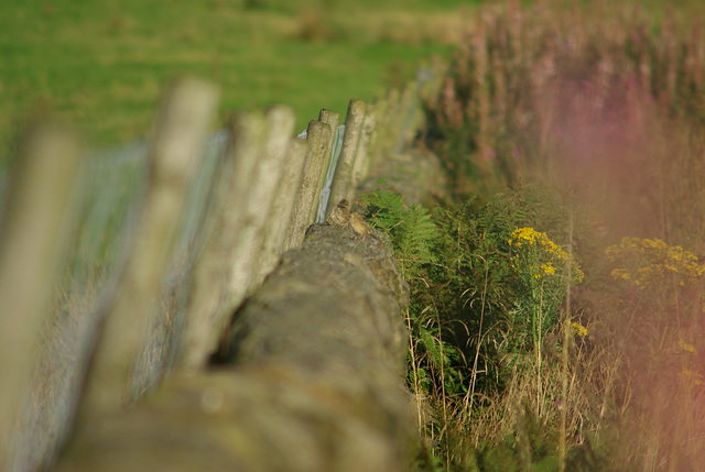 Padfield Views and wildlife
