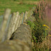 Padfield Views and wildlife