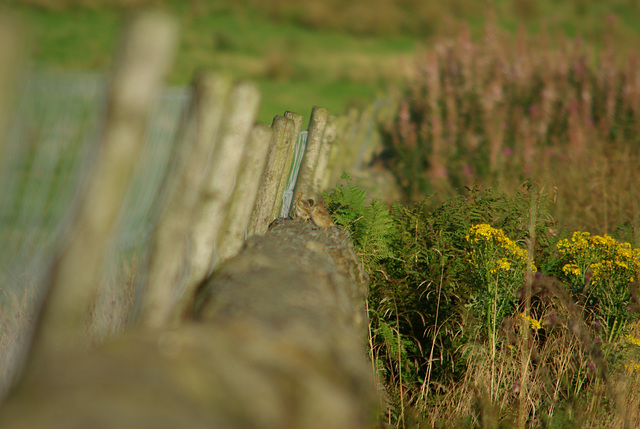 Padfield Views and wildlife