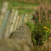 Padfield Views and wildlife