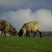 Padfield Views and wildlife